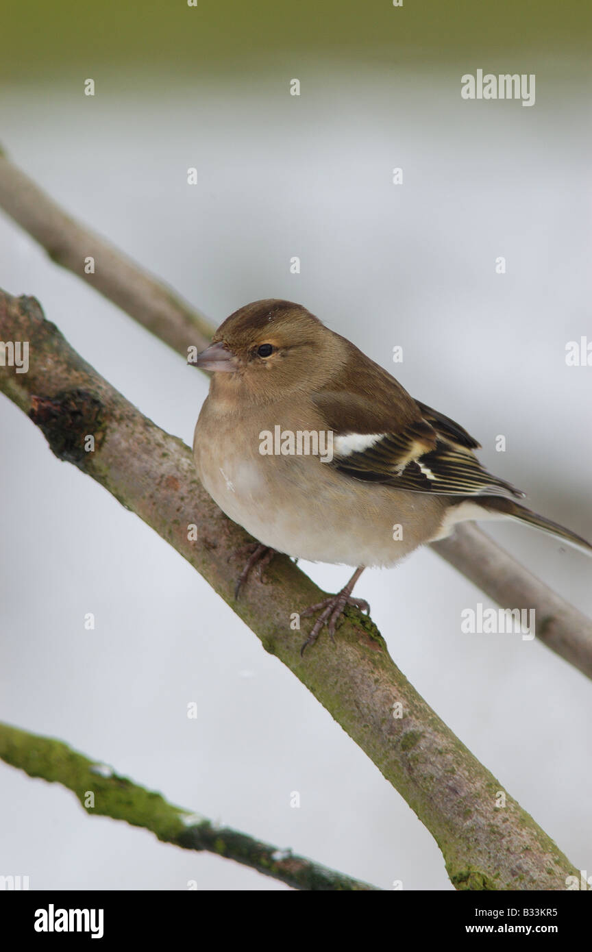 Erwachsene weibliche Buchfink, Fringilla Coelebs, im Schnee Stockfoto