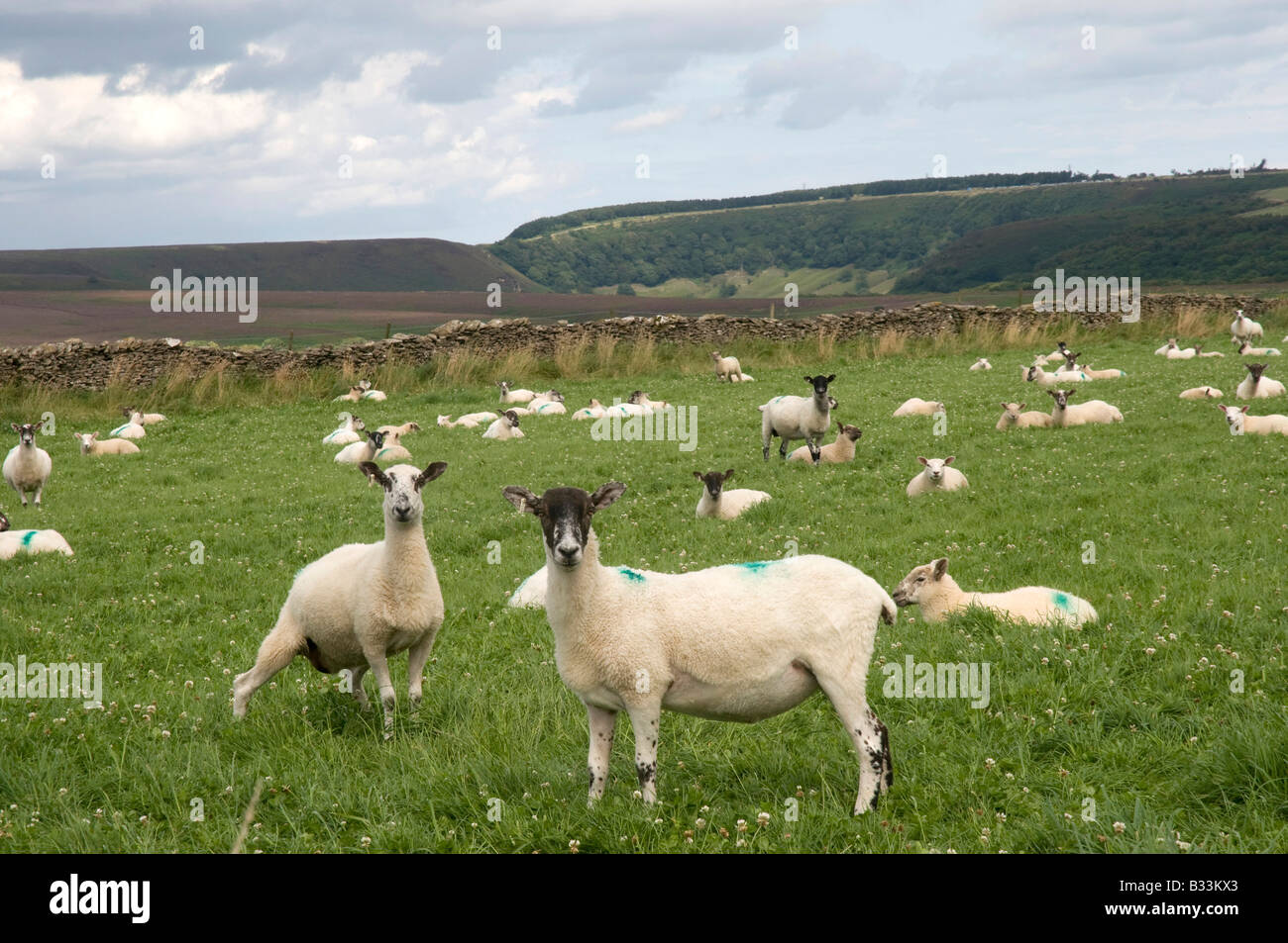 Schafe starren in die Kamera, Levisham, North Yorks Moors National Park, Nordengland Stockfoto
