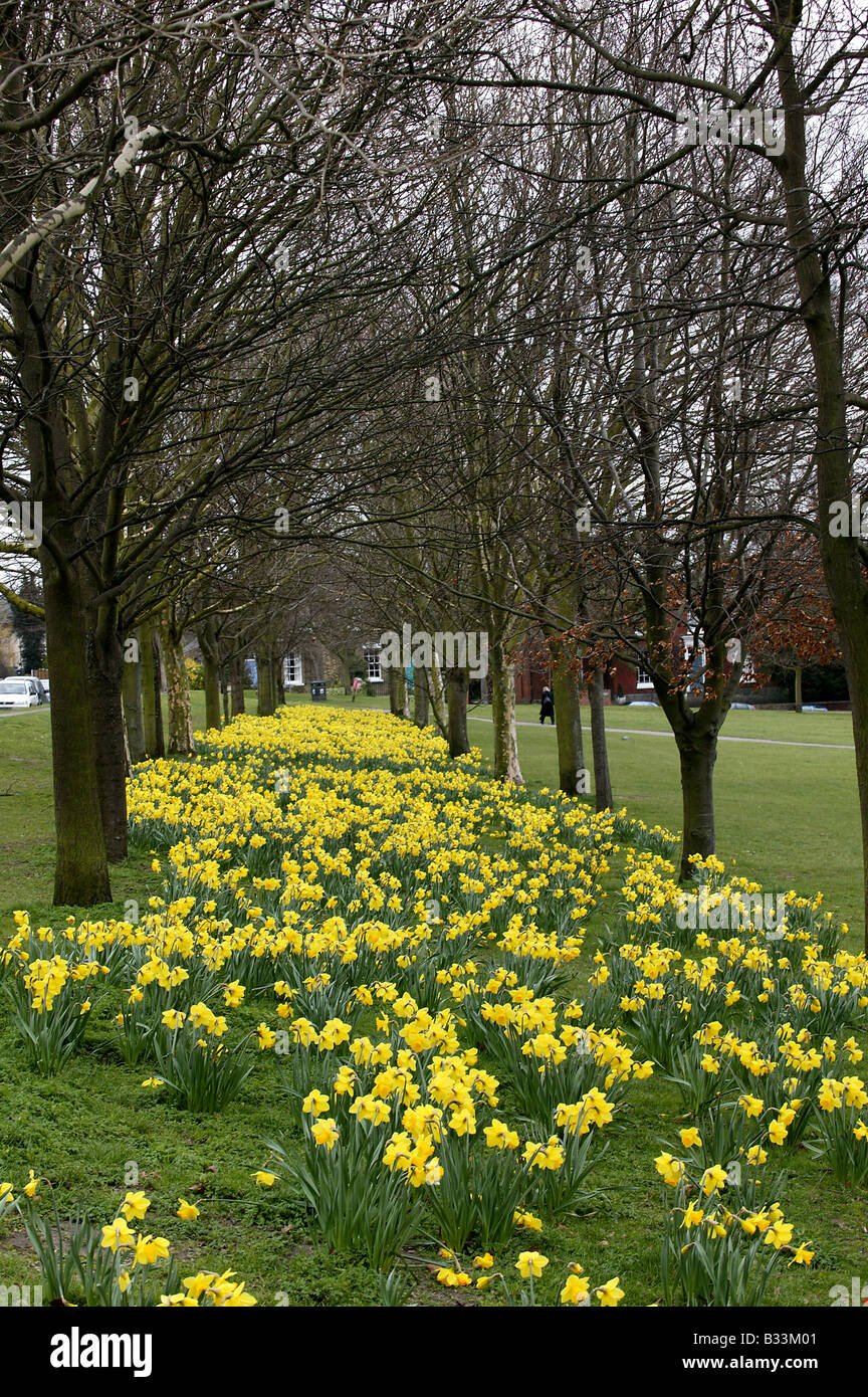 Eine Allee von Narzissen in Saffron Walden, Essex Stadtpark Stockfoto