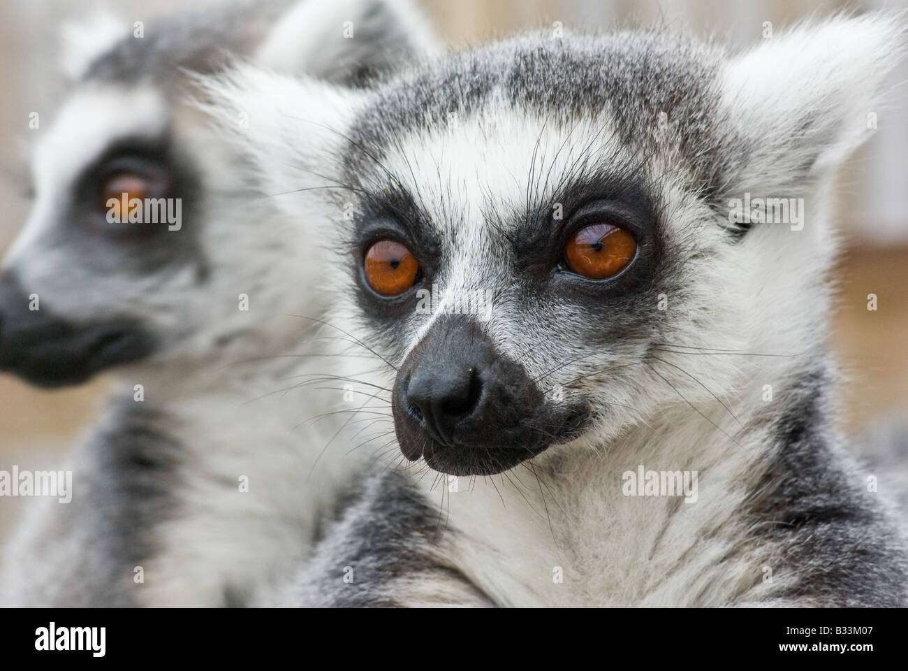 Ring-Tailed Lemur-Portrait Stockfoto
