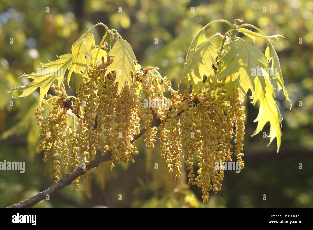 PIN Oak Blumen blühenden Quercus palustris Stockfoto