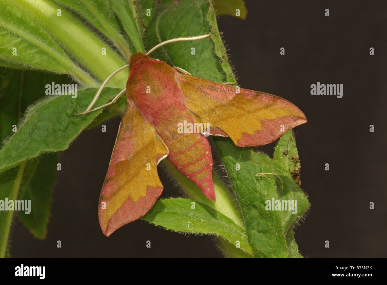 Kleiner Elefant hawk Moth Deilephila Porcellus. Stockfoto