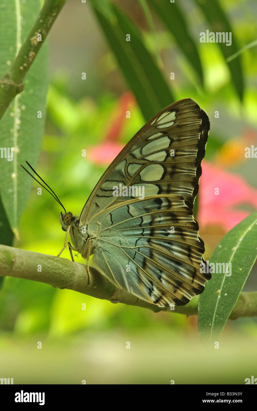 Parthenos Silvia Violaceae, ein Schmetterling aus Südostasien wie Malaysia, Indien und Neu-Guinea Stockfoto