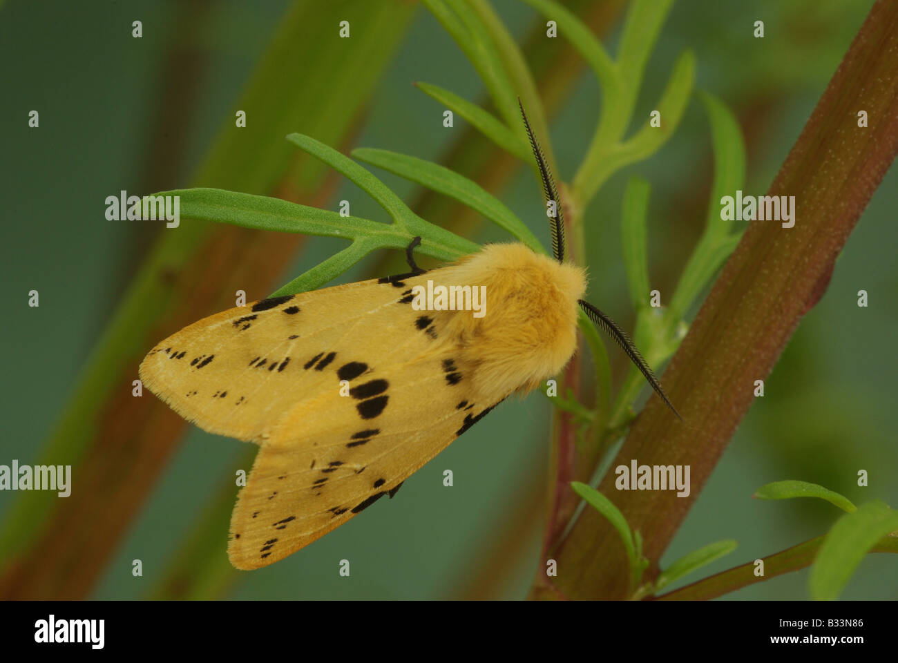 Buff Ermine (Spilosoma Lubricipeda), einer gemeinsamen britischen Motte. Stockfoto