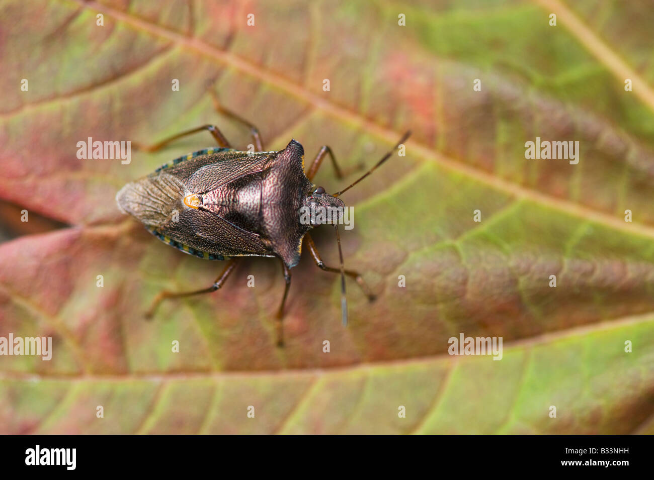 Pentatoma Art. Rotbeinige Shieldbug / Wald-Fehler auf einem Blatt Stockfoto