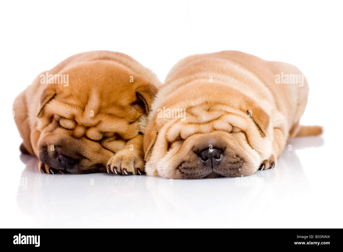 zwei Shar-Pei Baby Hunde fast einen Monat alt Stockfoto