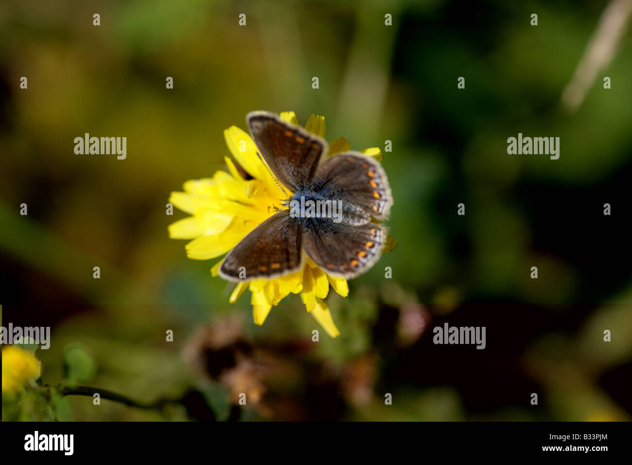 Weibliche gemeinsame blaue Schmetterling (Polyommatus Icarus) Stockfoto