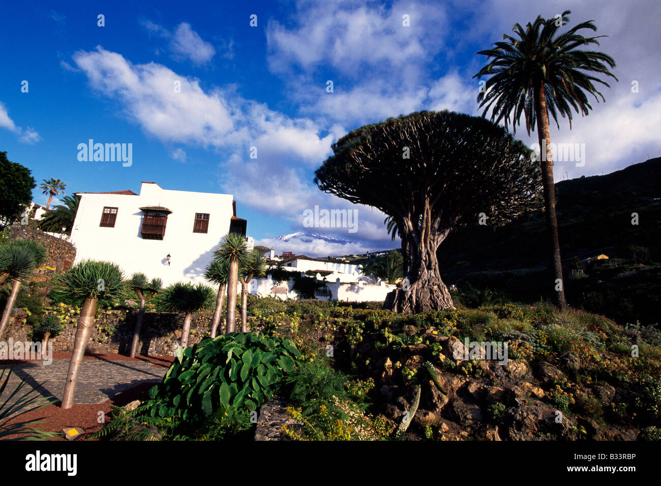 Icod de Los Vinos-Teneriffa-Kanarische Inseln-Spanien Stockfoto