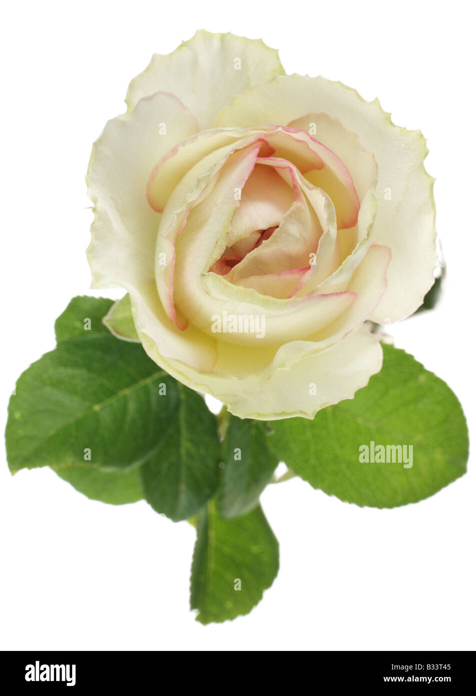 Blüte weiß rose auf weißem Hintergrund detail Stockfoto