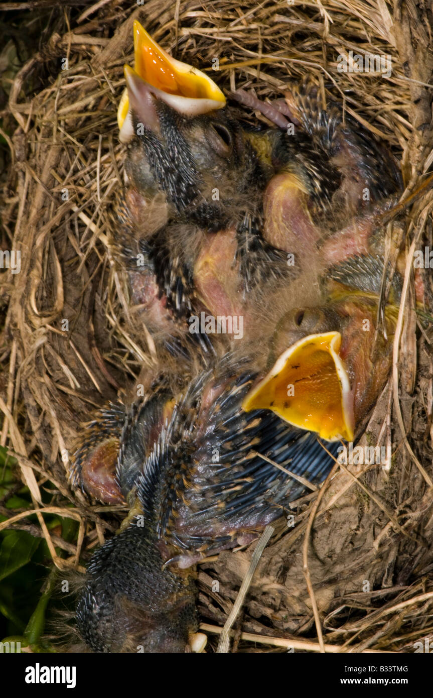 junge Robin Küken in ihrem nest Stockfoto