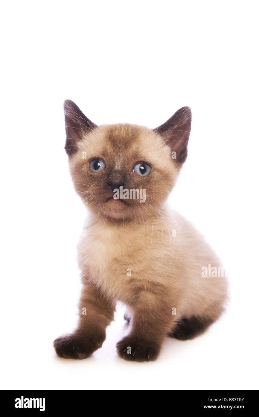 Süße Munchkin Kätzchen mit großen Kopf isoliert auf weißem Hintergrund Stockfoto