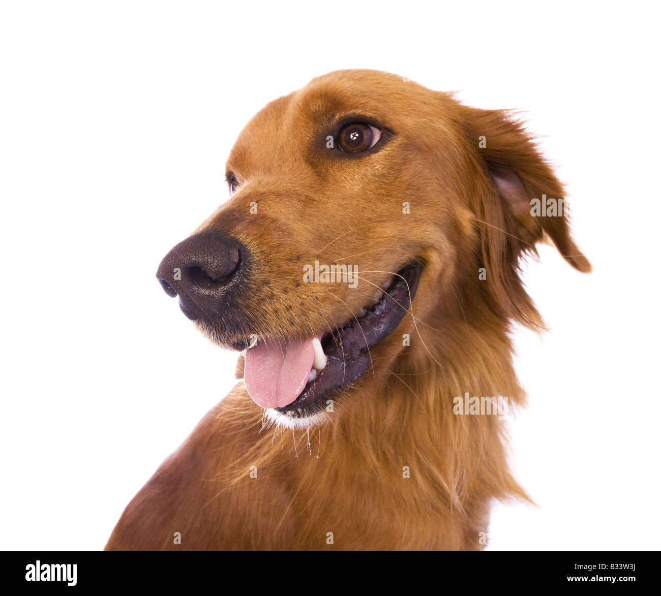 Wunderschöne Golden Retriever Hund Kopfschuss isoliert auf weißem Hintergrund Stockfoto