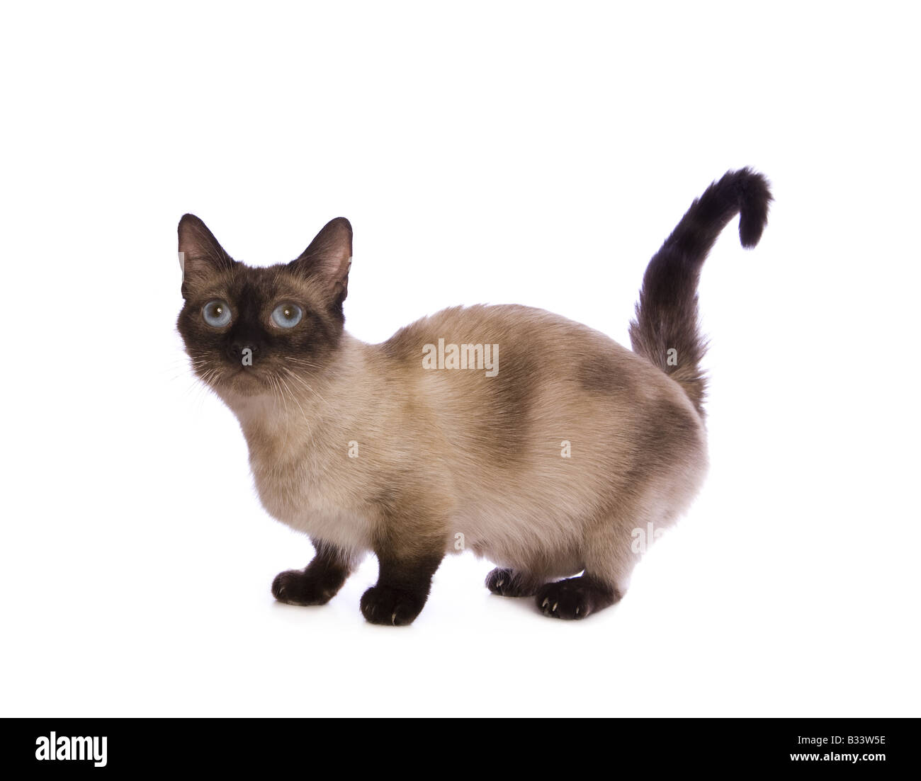 Süße Seal Point Munchkin Cat isoliert auf weißem Hintergrund Stockfoto