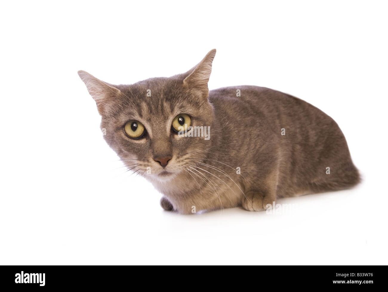 Süße blaue Munchkin-Katze mit lustigen Blick auf seinem Gesicht isoliert auf weißem Hintergrund Stockfoto