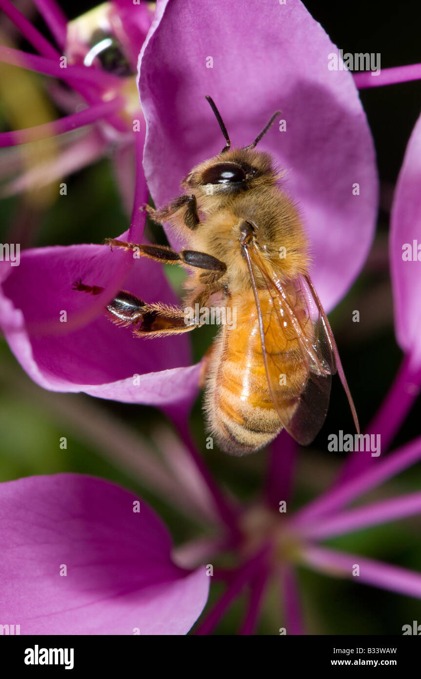 Honigbiene auf einer lila Spinne Blume Cleome Hassleriana Caper Familie Capparidaceae Futtersuche Stockfoto