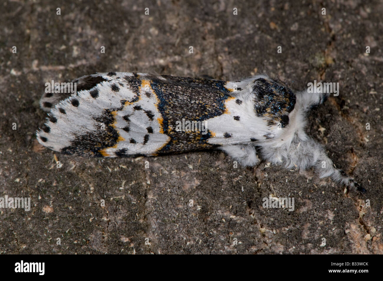 Prominente Motten Notodontidae weiß Furcula Furcula borealis Stockfoto