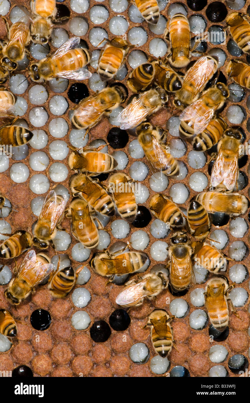 Bienen auf Honigwabe in einem Bienenkorb Stockfoto
