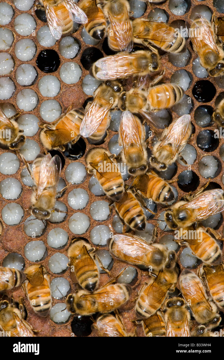 Bienen auf Honigwabe in einem Bienenkorb Stockfoto
