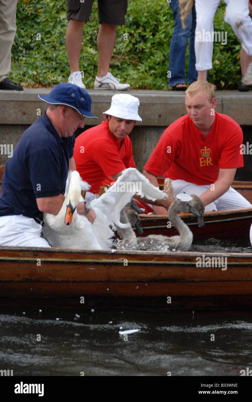 Mitglieder des Swan Upping Teams halten ein Schwan und ihre Cygnets für Gesundheit auf der Themse zu überprüfen Stockfoto