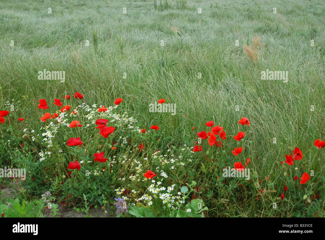 Reihe von Mohn entlang einem Weizenfeld Stockfoto