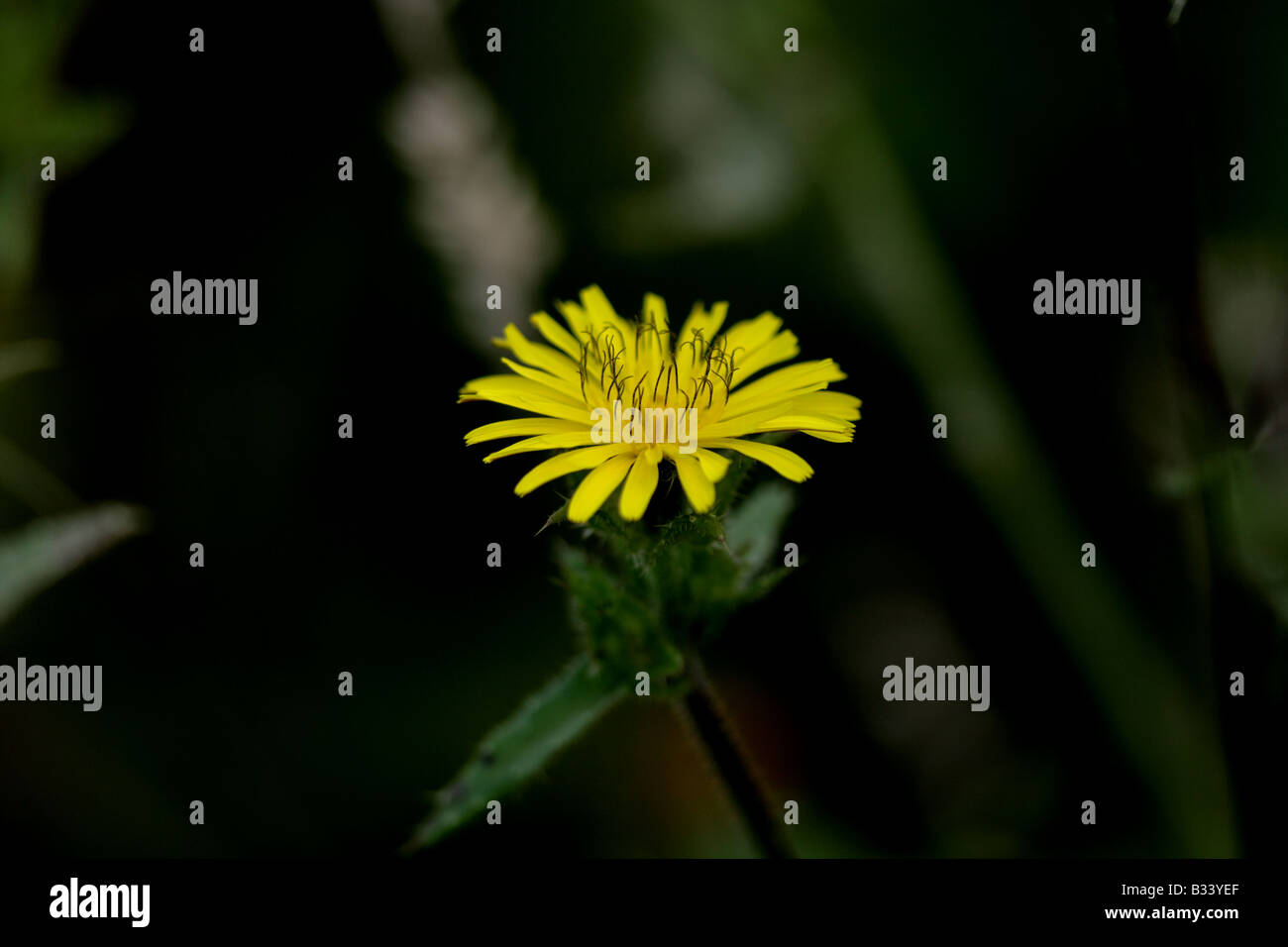 Löwenzahn (Taraxacum Officinale) Stockfoto