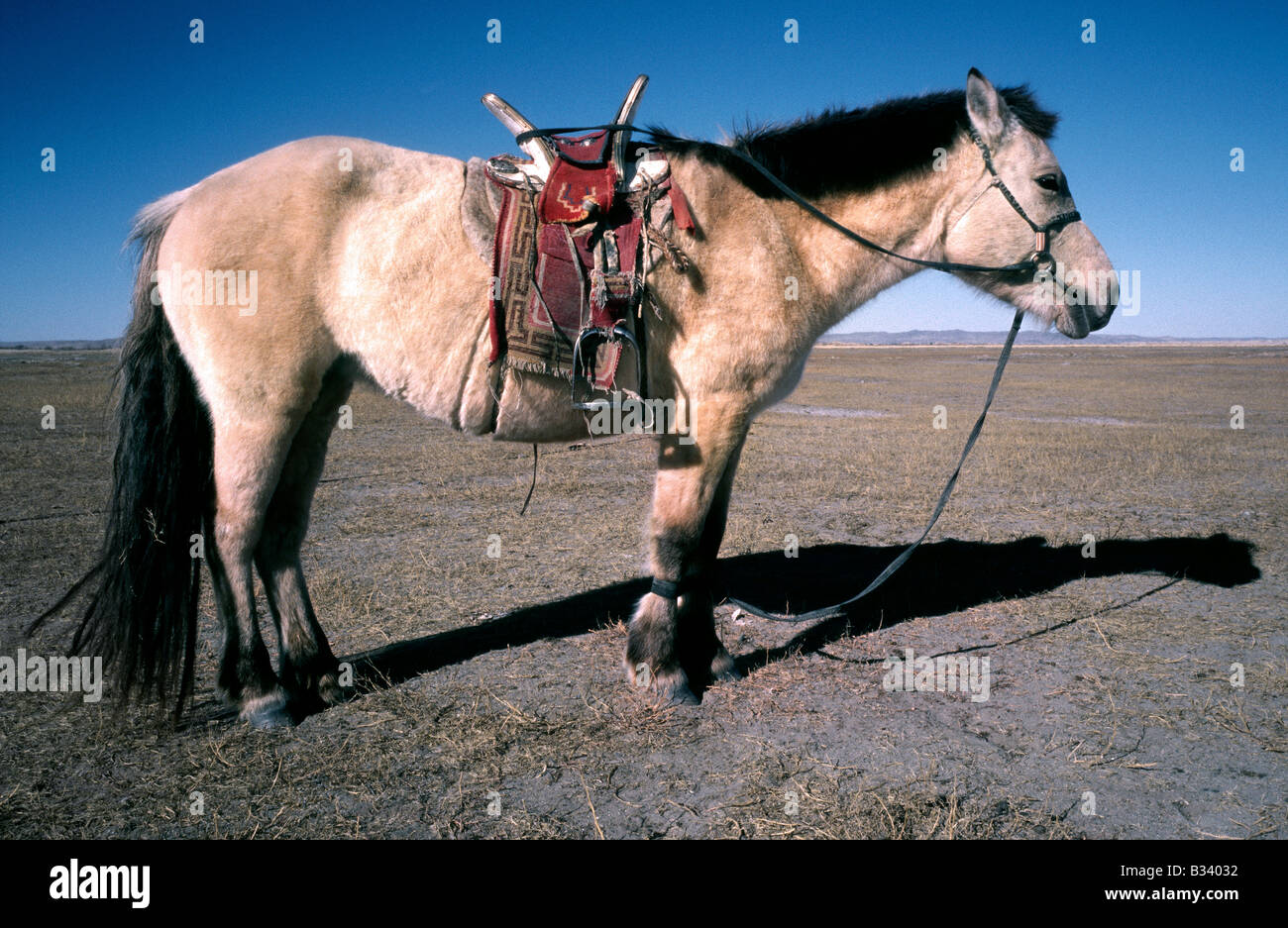 Nomad besaß Przewalski-Pferd in der mongolischen Steppe von Elsen Tasarhai am Rande der Wüste Gobi. Stockfoto