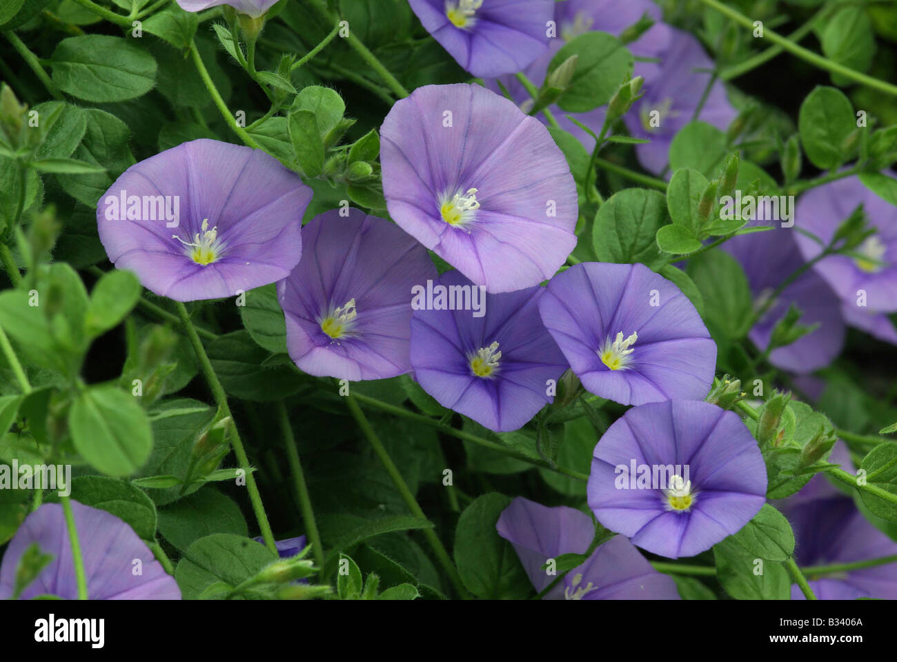 Convolvulus sabatius Stockfoto