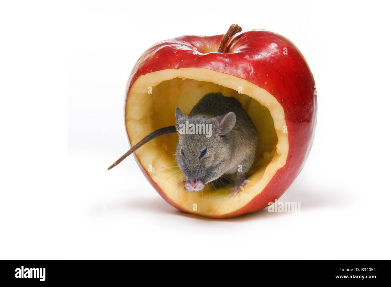 Kleine graue Maus mit einen großen Bissen in einen roten Apfel Stockfoto