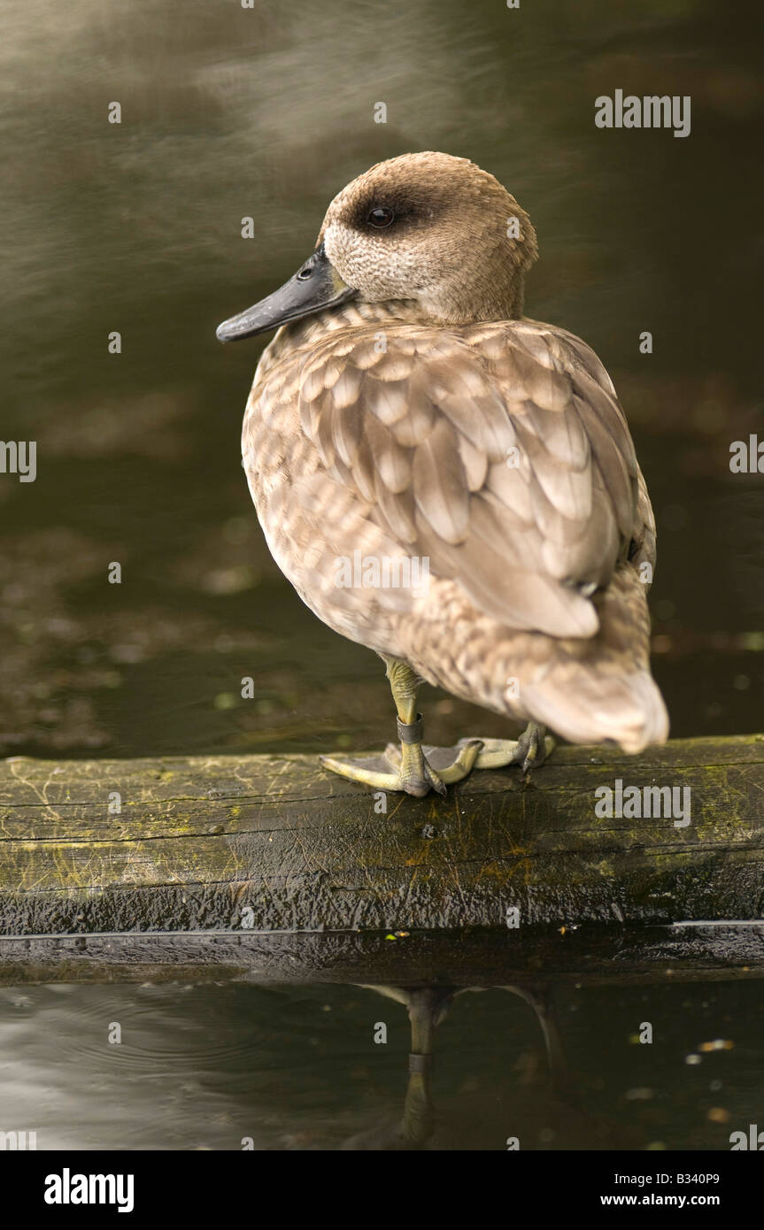 Marbled Teal auf dem Wasser. Stockfoto