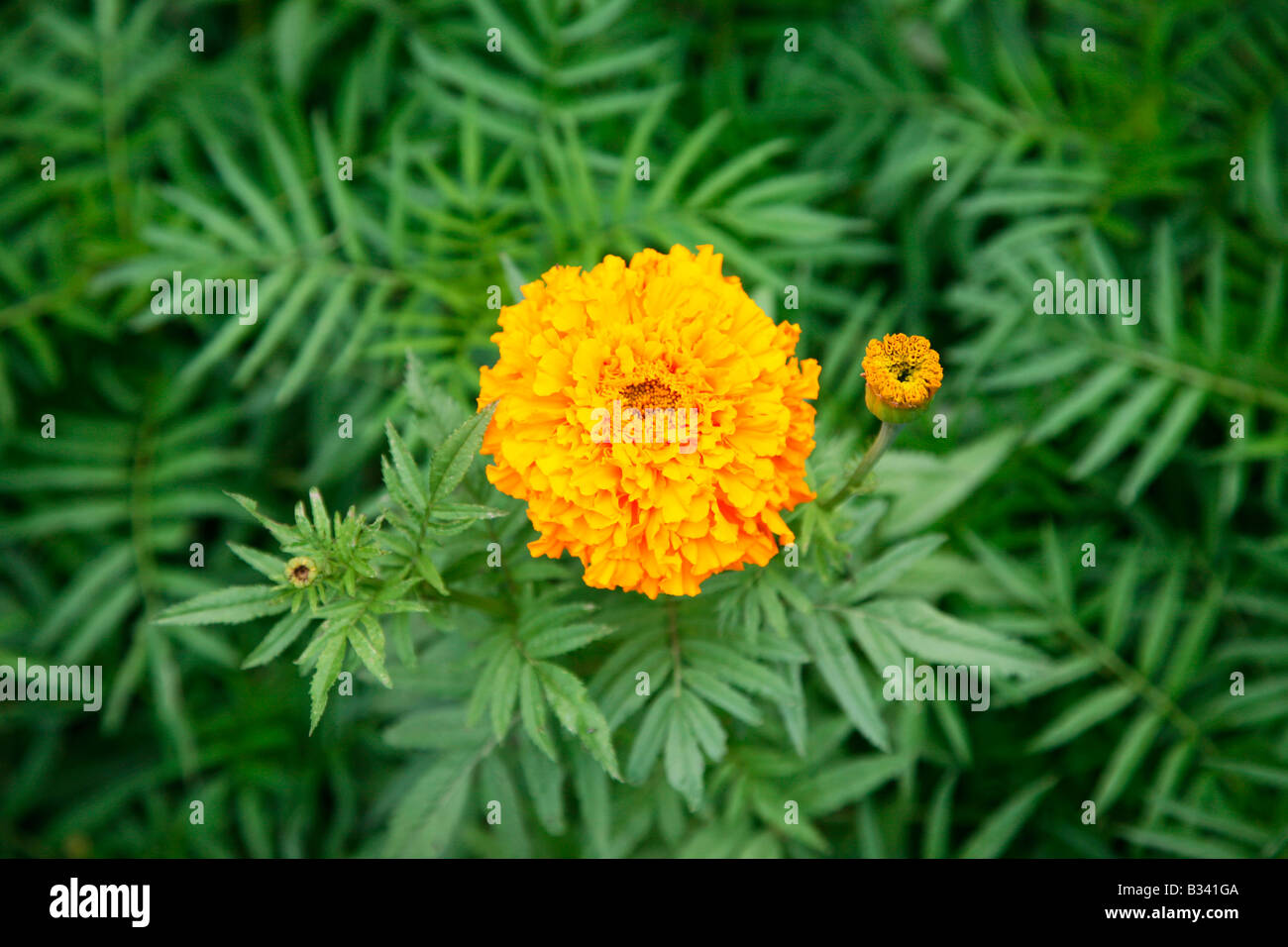 Tagetes-Ringelblume-Blume Stockfoto
