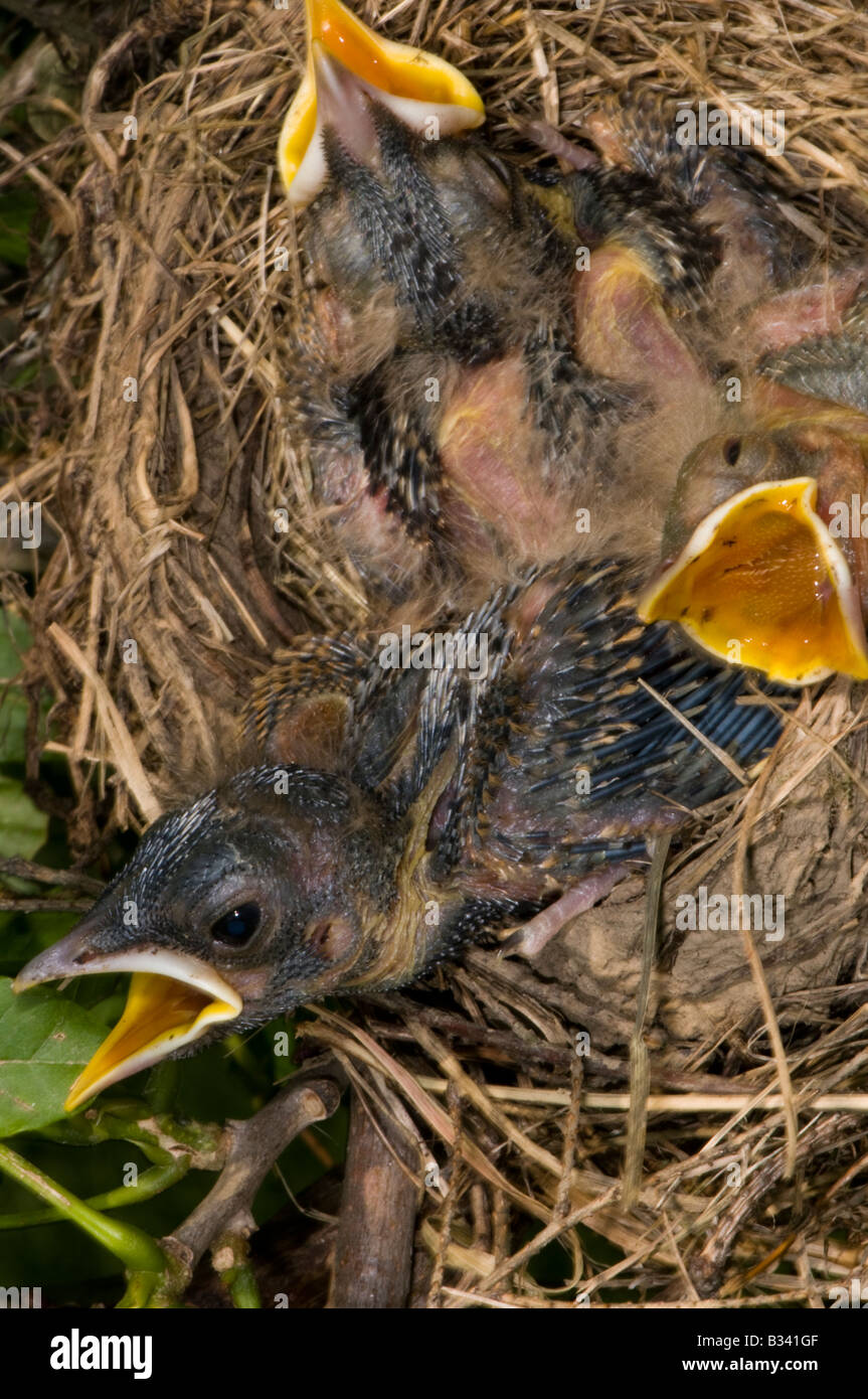 junge Robin Küken in ihrem nest Stockfoto