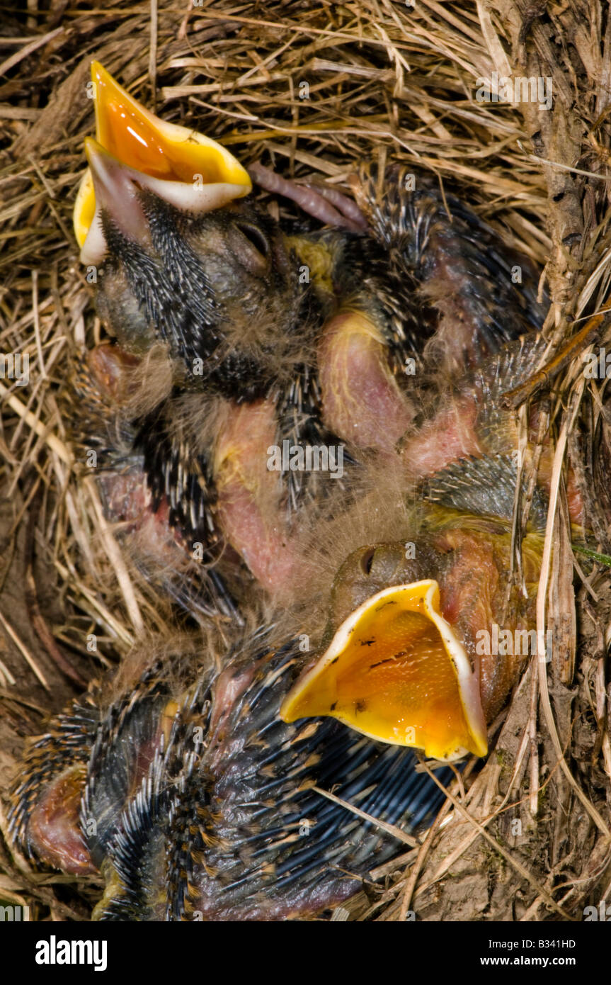 junge Robin Küken in ihrem nest Stockfoto