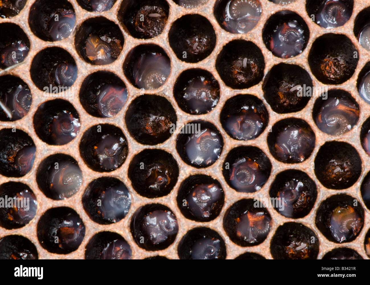 Honigbiene Larven in den Zellen der Waben in einem Bienenkorb Stockfoto