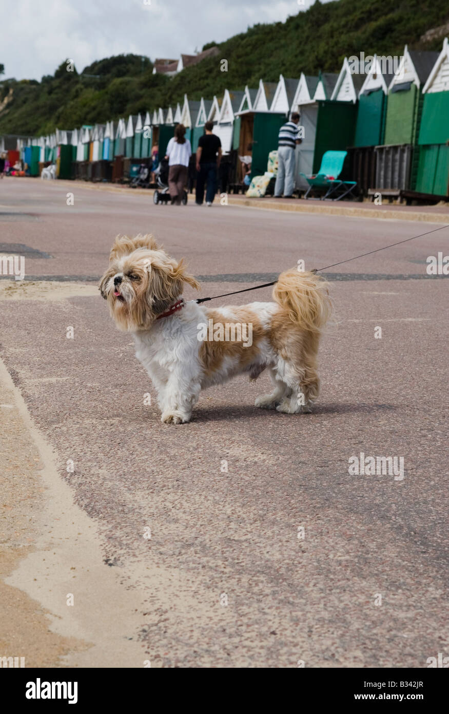 Ein kleiner Hund in Bournemouth, Blick auf den Strand mit Strandhütten im Hintergrund Stockfoto