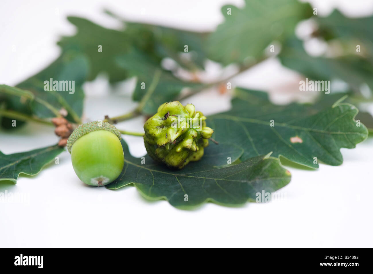 Knopper Gall auf Eichel und unberührt Eichel Frucht Stockfoto