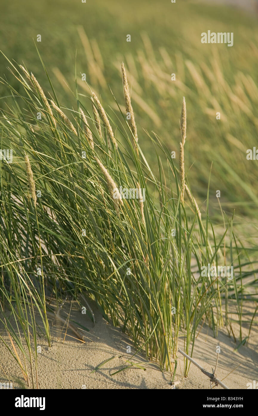 Maram Rasen auf Dünen entlang der Ostseeküste nr Nida Kurische Nehrung Nationalpark Litauen Stockfoto