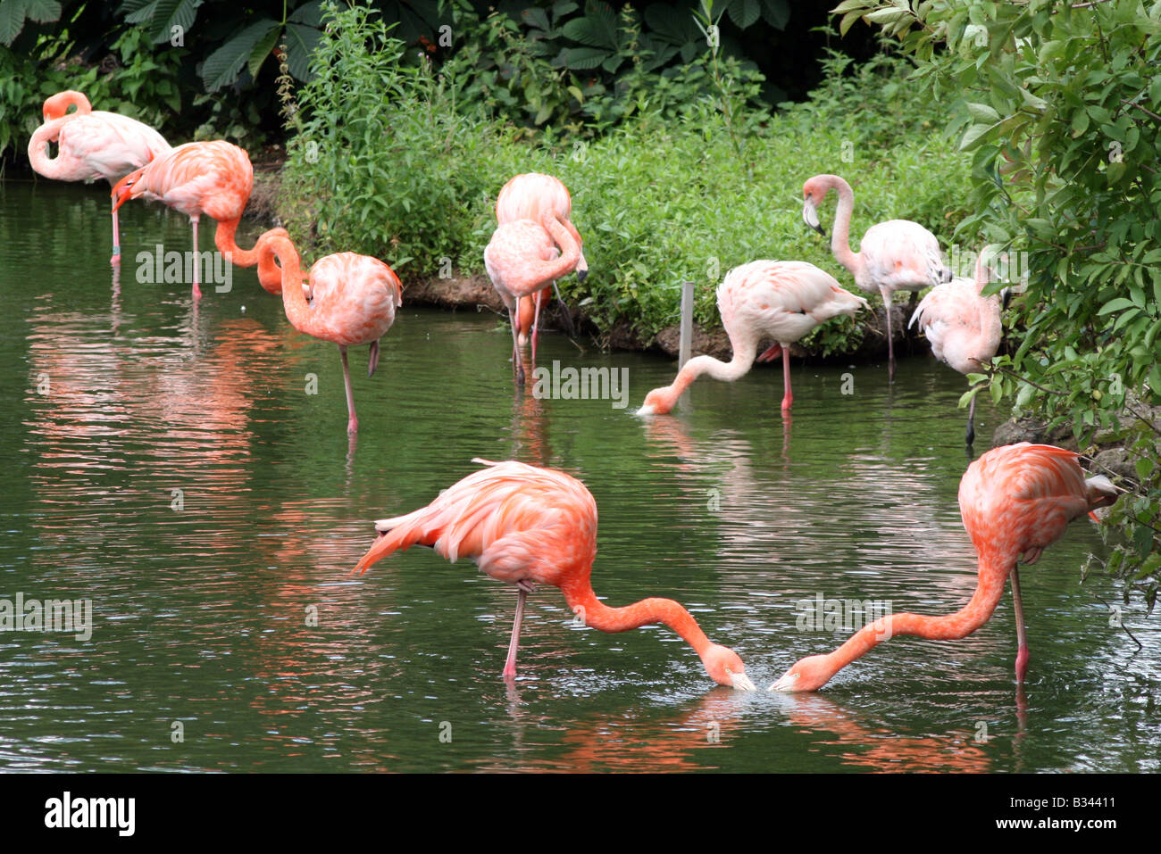 Amerikanische oder Karibik Flamingo (Phoenicopterus Ruber) [Chester Zoo, Chester, Cheshire, England, Großbritannien, Vereinigtes Königreich]... Stockfoto