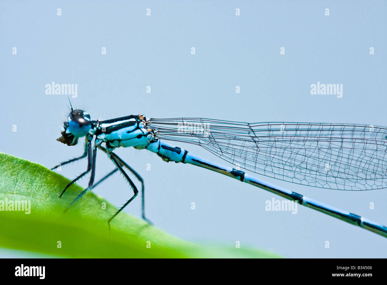 Seitenansicht von einem blauen Azure Damselfly (Coenagrion Puella) thront auf einem Blatt Essen ein Insekt, Kent, England hautnah. Stockfoto