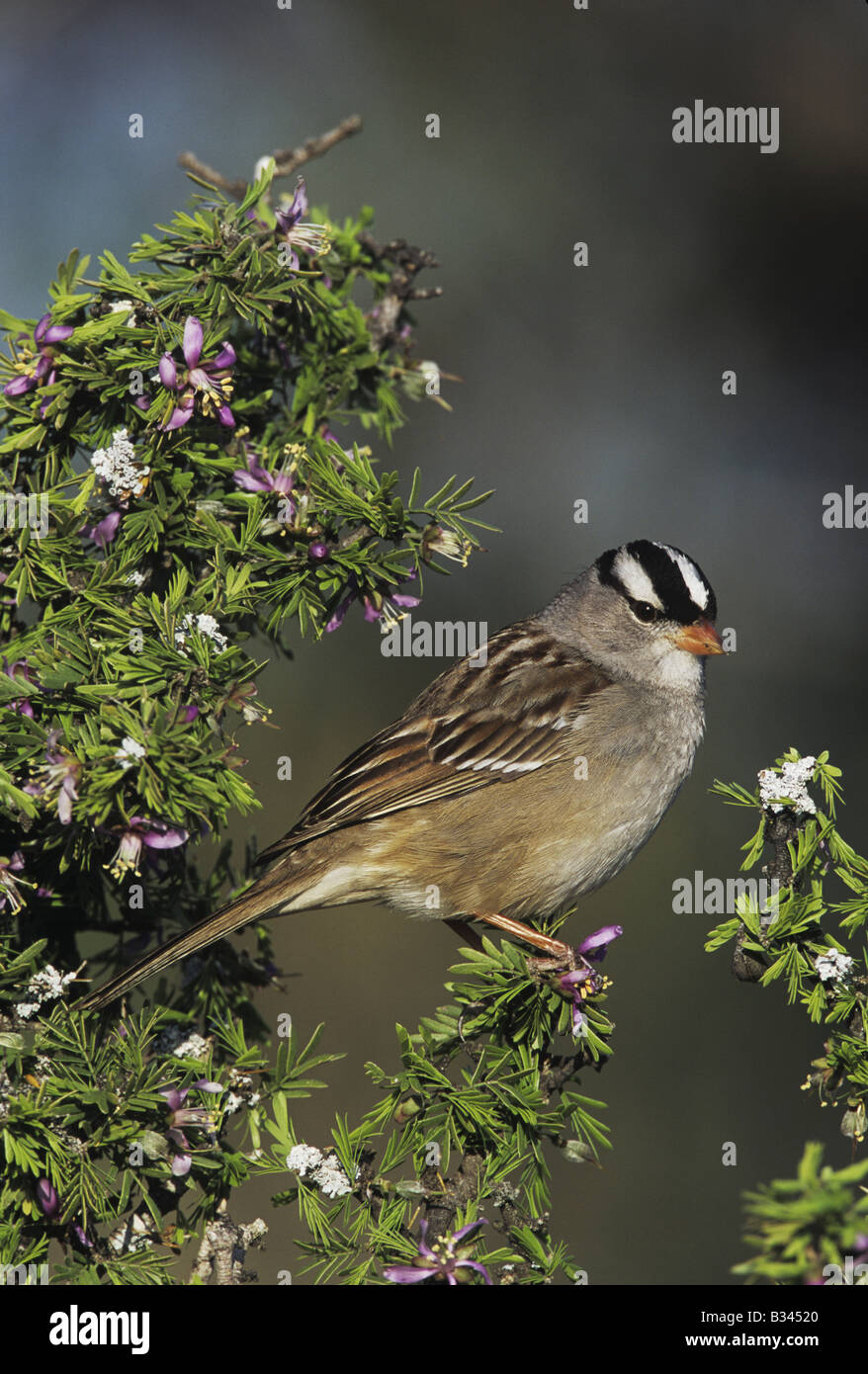 Weiß – Crowned Sparrow Zonotrichia Leucophrys Erwachsene auf blühende Guayacan Guaiacum Angustifolium Rio Grande Valley, Texas USA Stockfoto