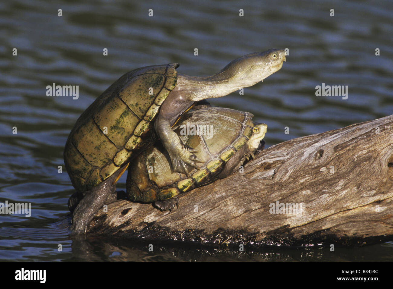 Gelbe Schlamm Schildkröte Kinosternon Flavescens Erwachsene Sonnen auf Anmeldung Starr County Rio Grande Valley, Texas USA Stockfoto