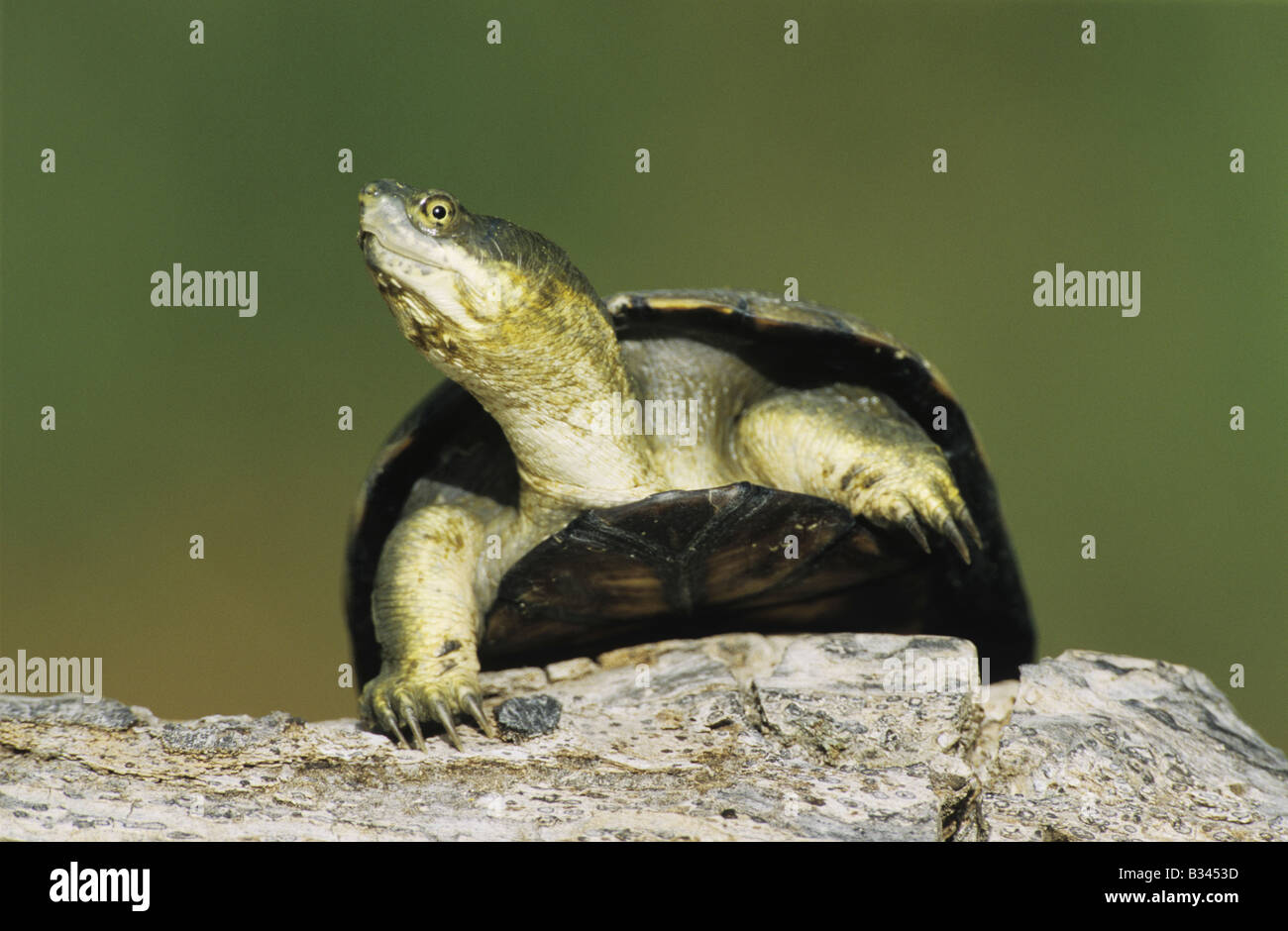 Gelbe Schlamm Schildkröte Kinosternon Flavescens Erwachsenen Sonnen am Log Starr County Rio Grande Valley, Texas USA Stockfoto