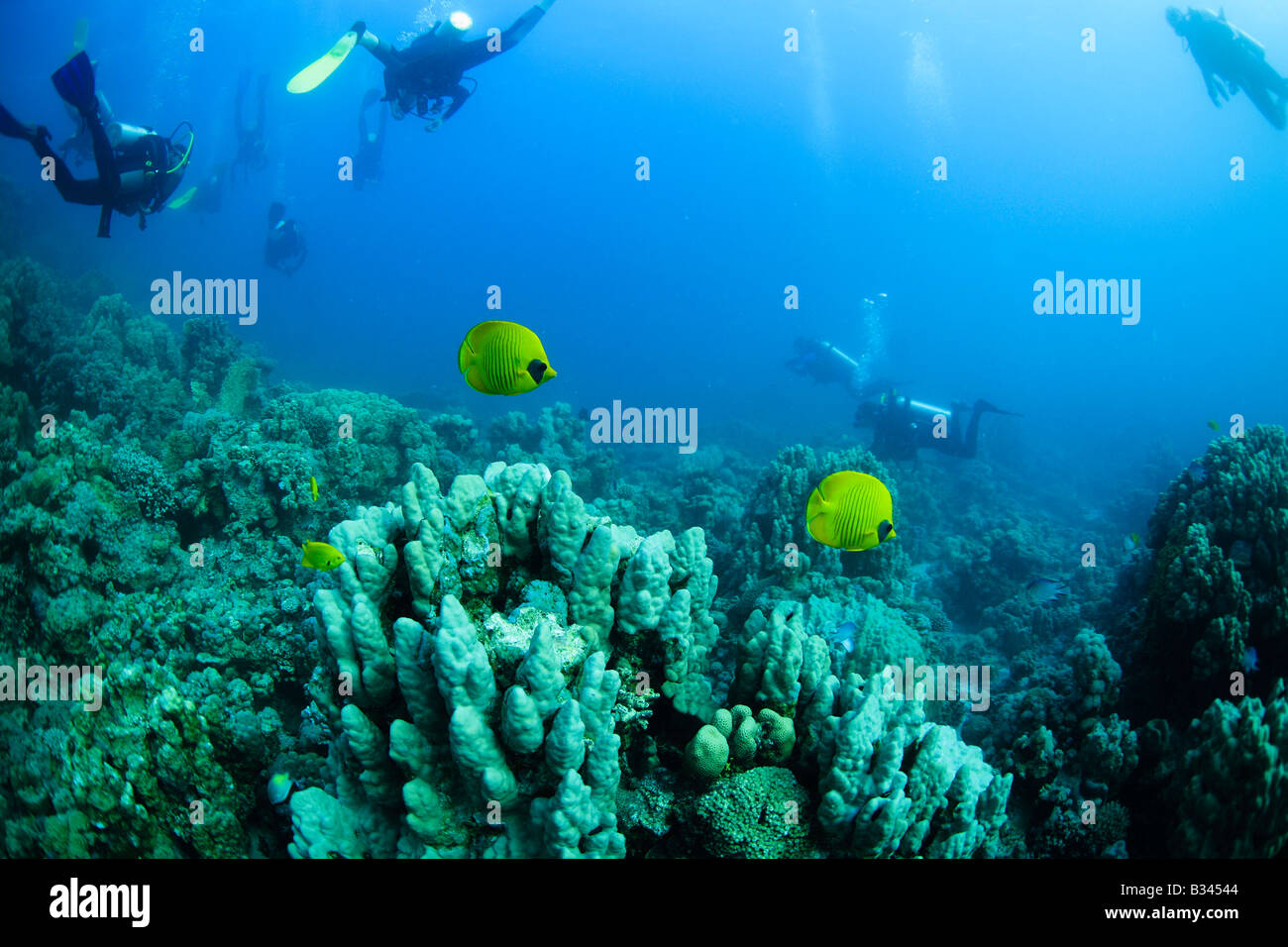Die maskierten oder goldenen Schmetterling Fische im Roten Meer, Ägypten Stockfoto