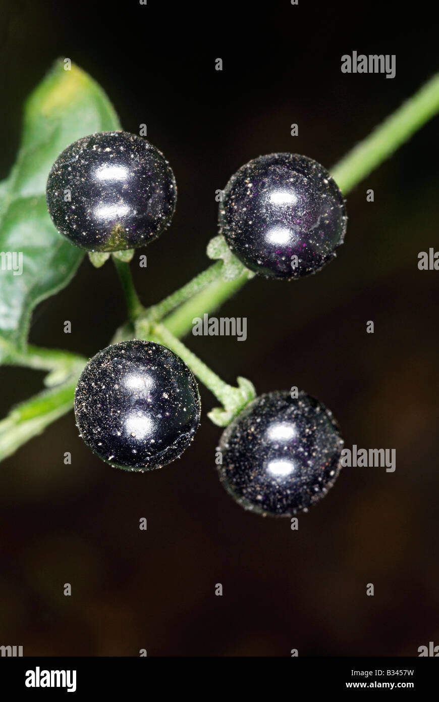 Die reifen Früchte von Solanum Nigrum. Diese Pflanze wird medizinisch verwendet, vor allem in Südindien und die reifen Früchte werden gegessen Stockfoto