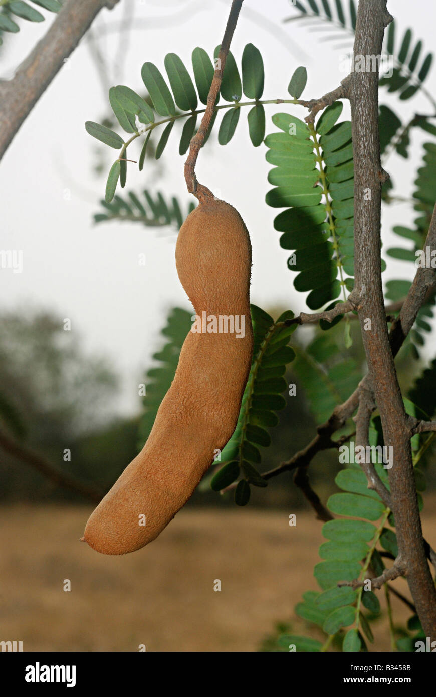 Tamarindus Indica, auch bekannt als die Tamarinde ist kultiviert und auch eingebürgert Stockfoto