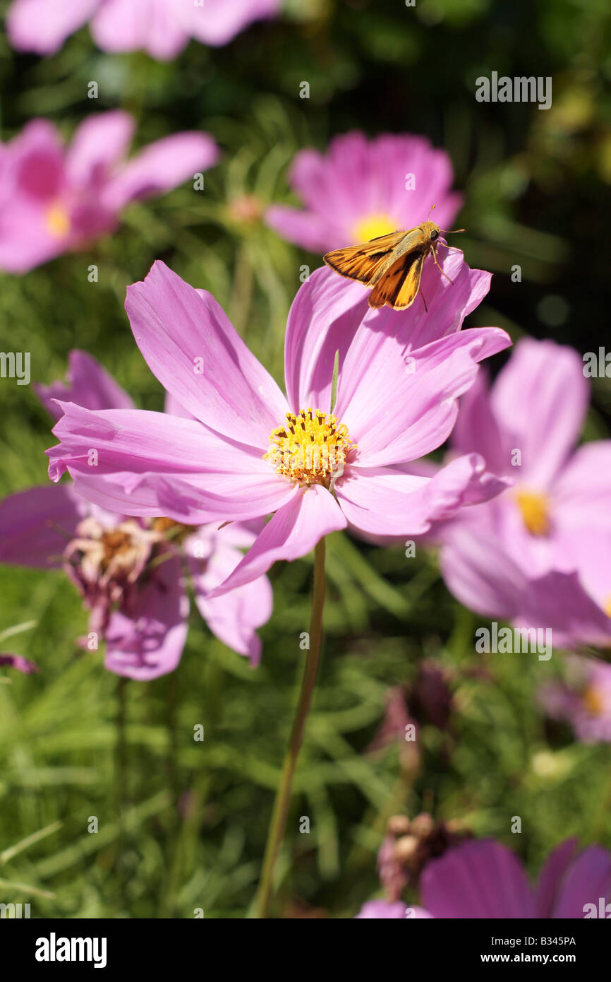 Eine leichte lila und gelb Blume mit einem feurigen Skipper (Hylephila Phyleus) Schmetterling im Garten Stockfoto