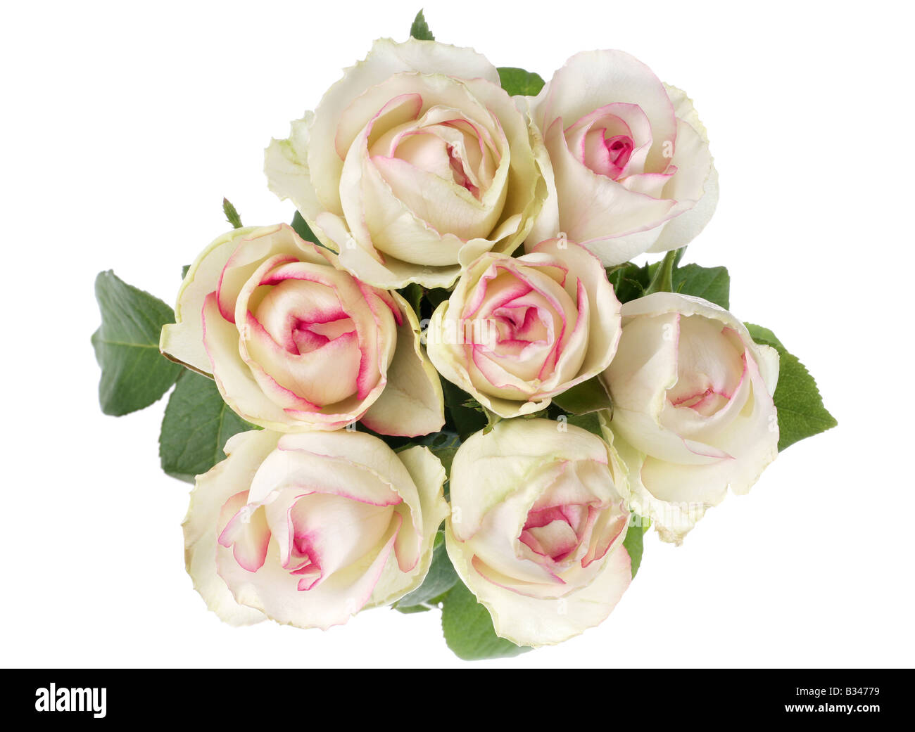 Blume rose Bouquet auf weißem Hintergrund detail Stockfoto