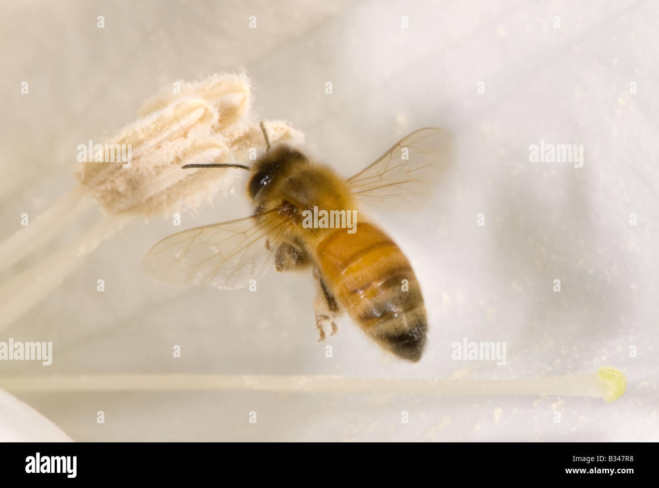 Honigbiene im Flug auf Nahrungssuche und sammeln Pollen in einer Blüte Datura Stockfoto