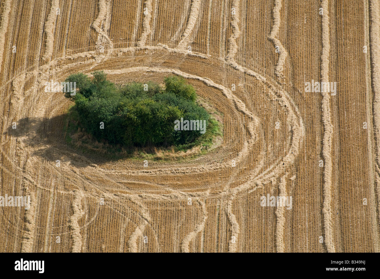 Luftaufnahme von Bäumen in abgeernteten Weizenfeld, Norfolk, england Stockfoto