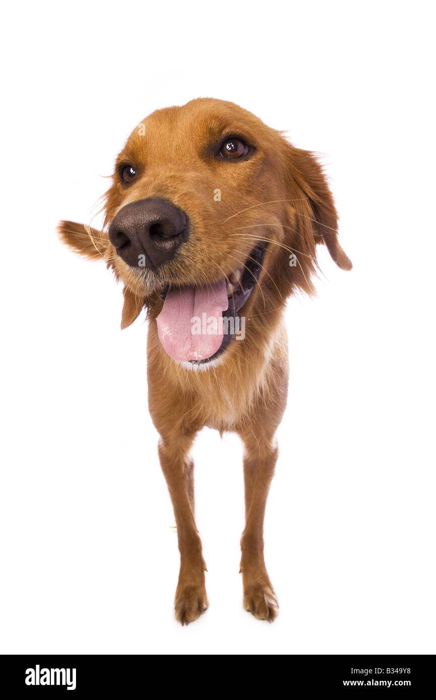 Glücklich Golden Retriever Hund stehend isoliert auf weißem Hintergrund Stockfoto