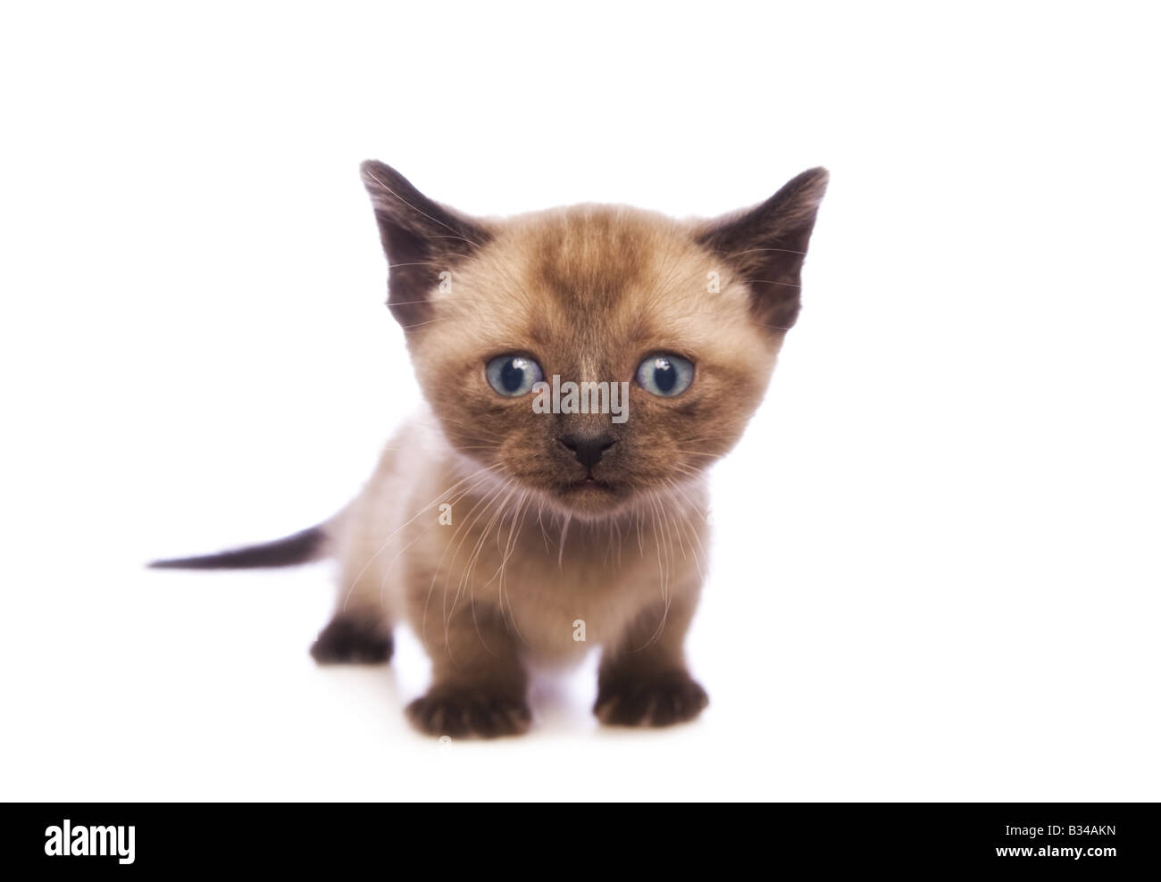 Süße Munchkin Kätzchen mit großen Kopf isoliert auf weißem Hintergrund Stockfoto